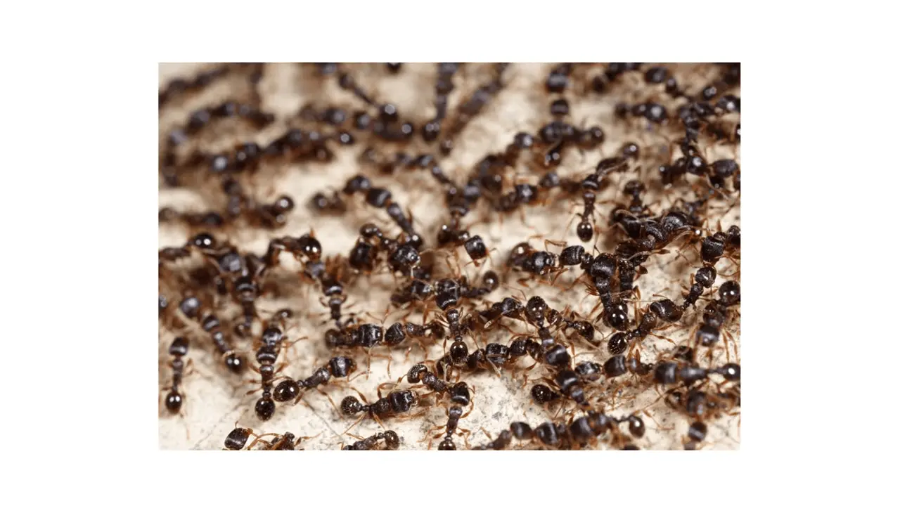 ant control