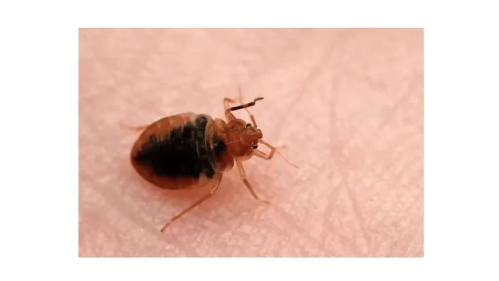 Bed Bug Control Katy