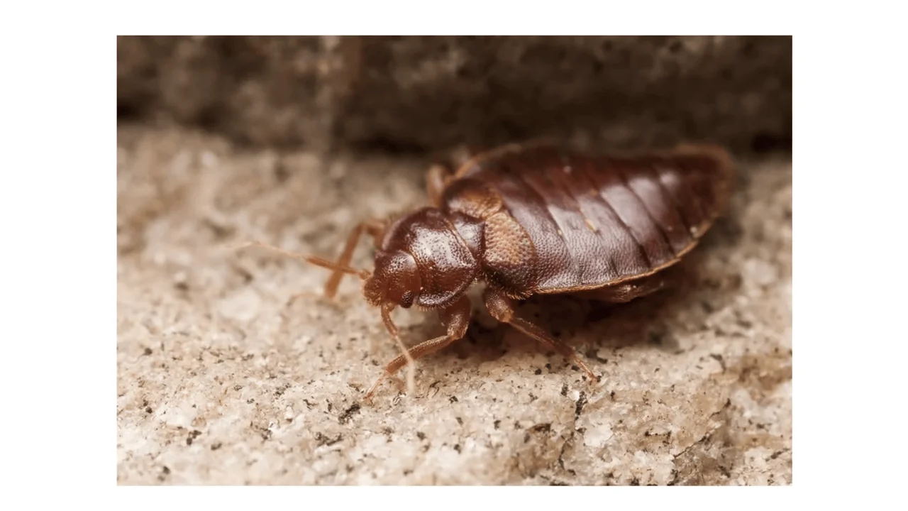 bed bug control