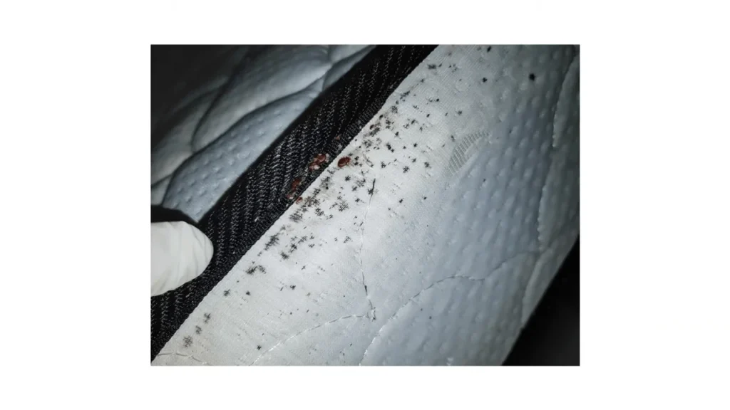 Bed Bugs Hide in Mattresses