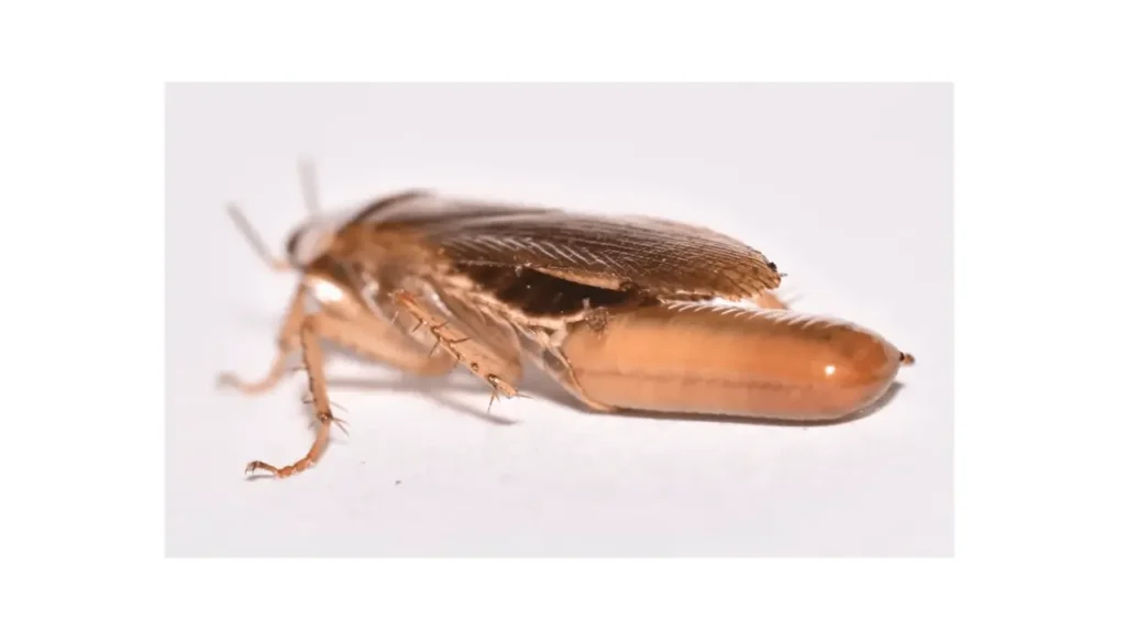 Cockroach Control katy