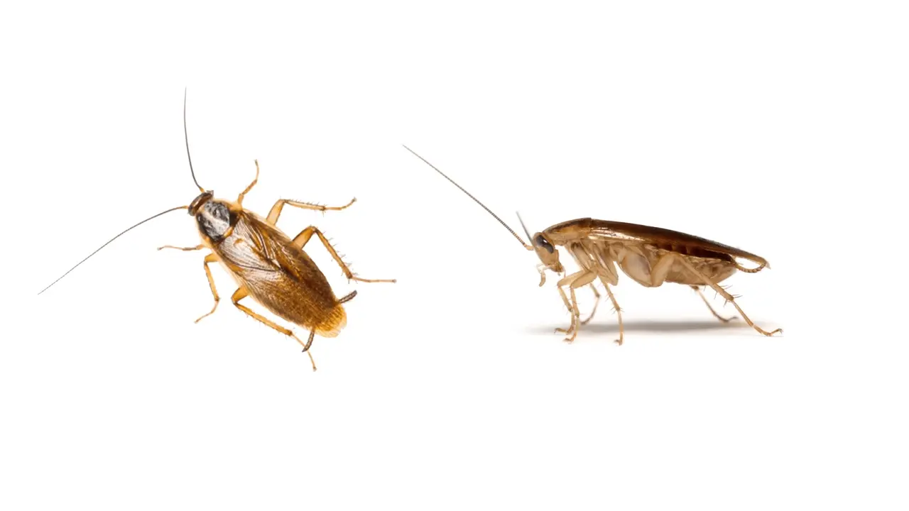 cockroach control