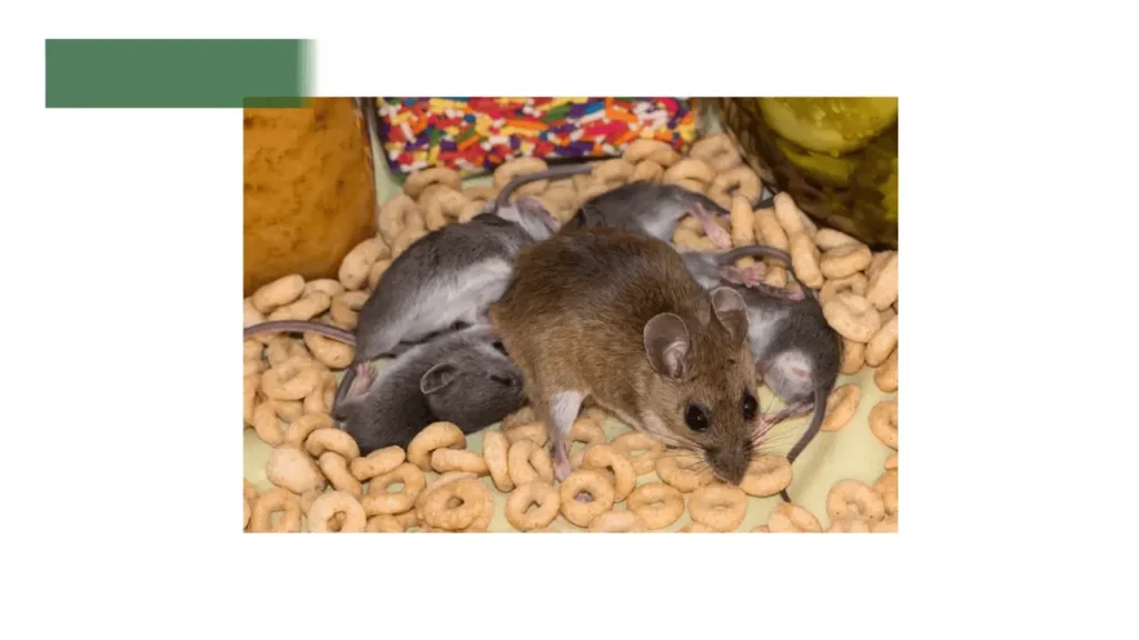 health & property risks of rodents