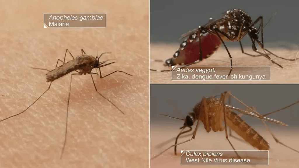 health risks associated with mosquitoes