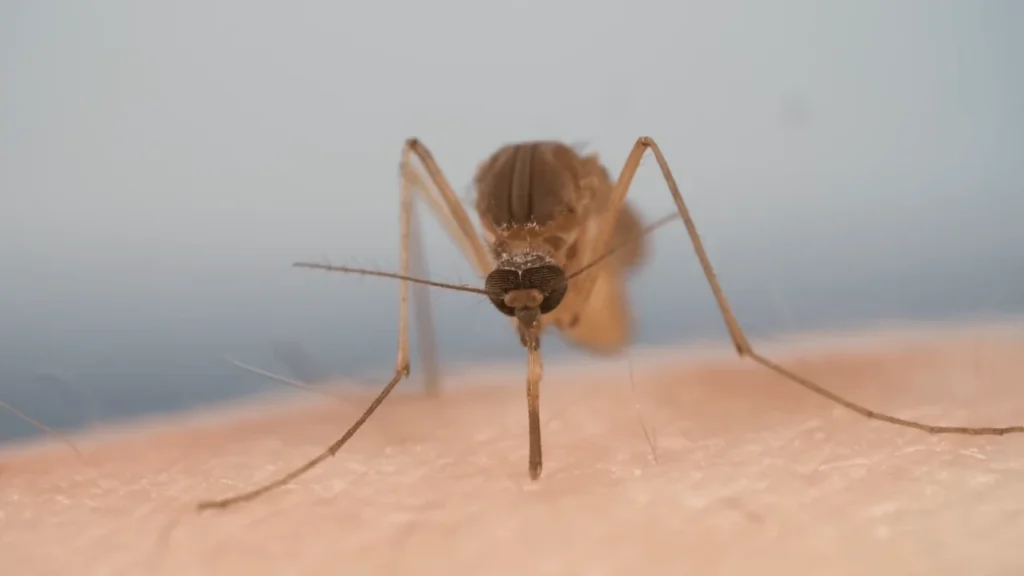 mosquitoe control katy