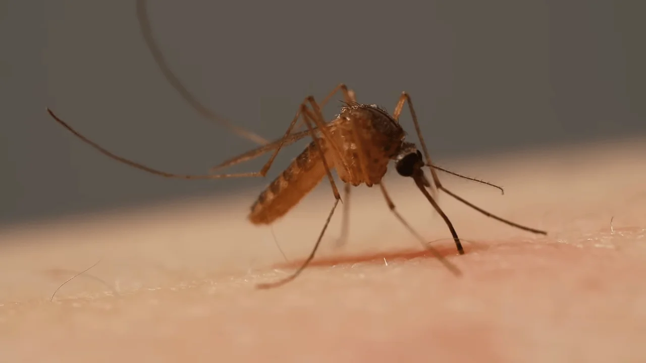 mosquitoe control