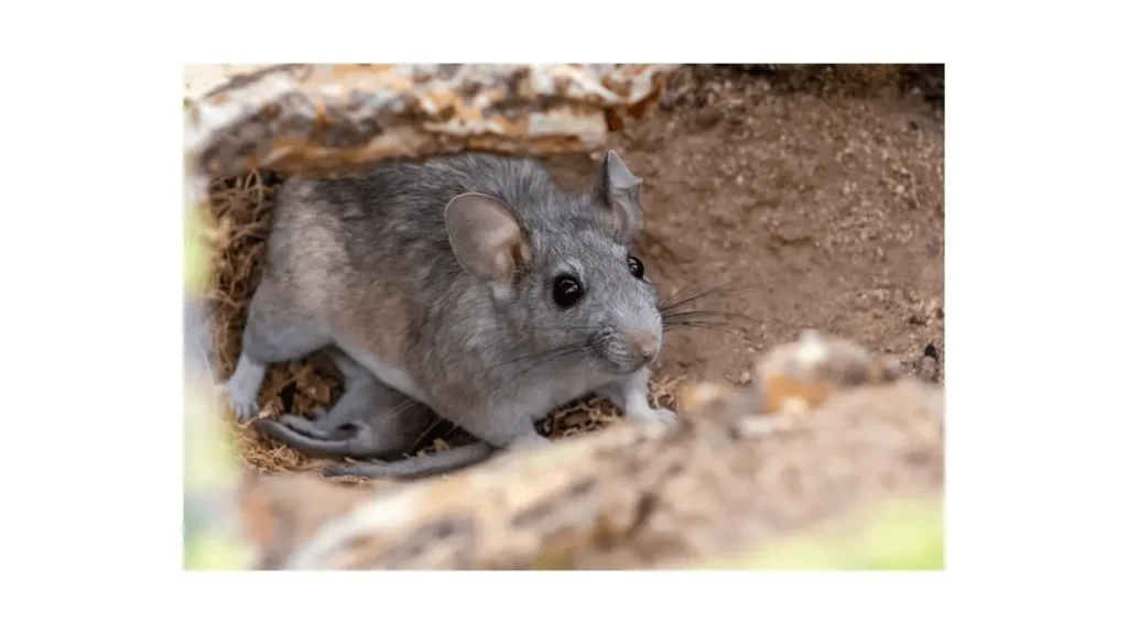 rodent control katy