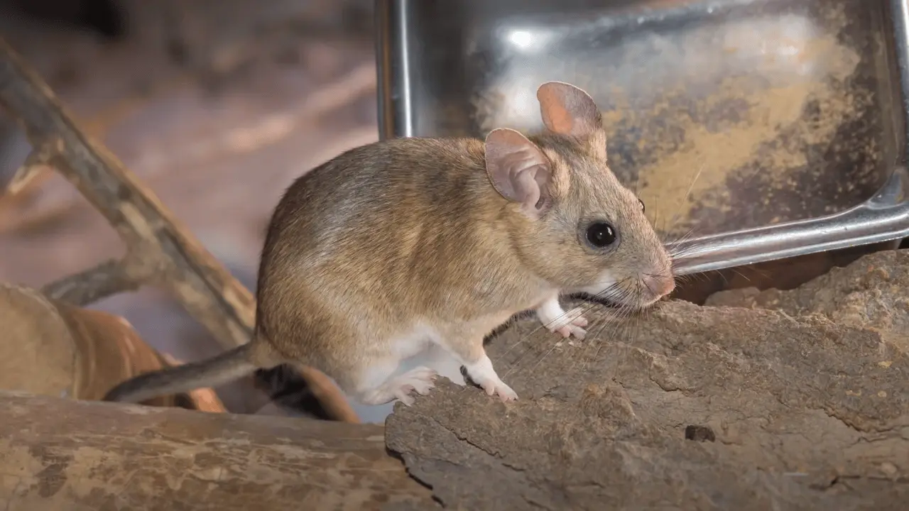 rodent control