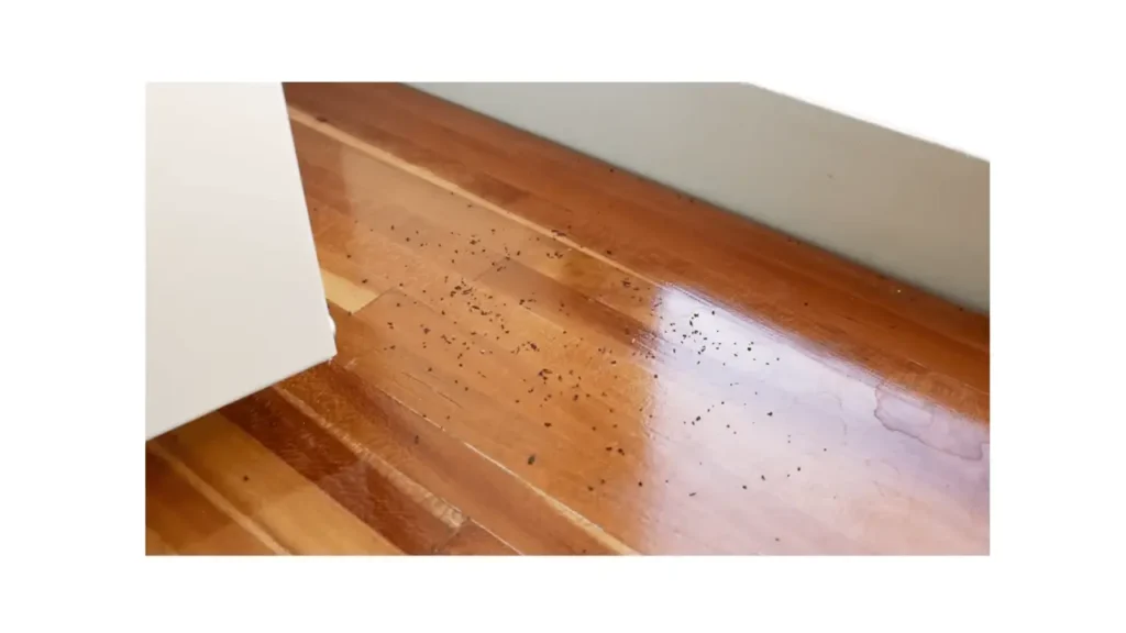 signs you have a cockroach infestation