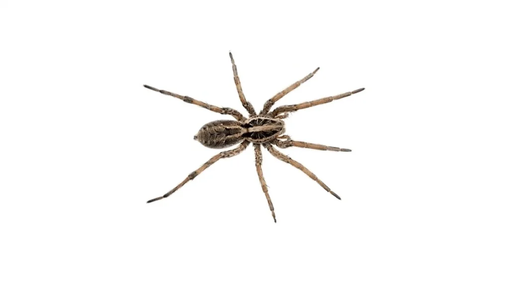 signs you have a spider problem