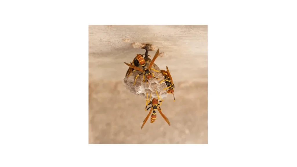 signs you have a wasp problem