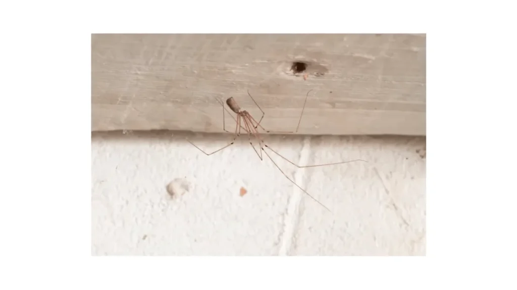 Spider Control Katy