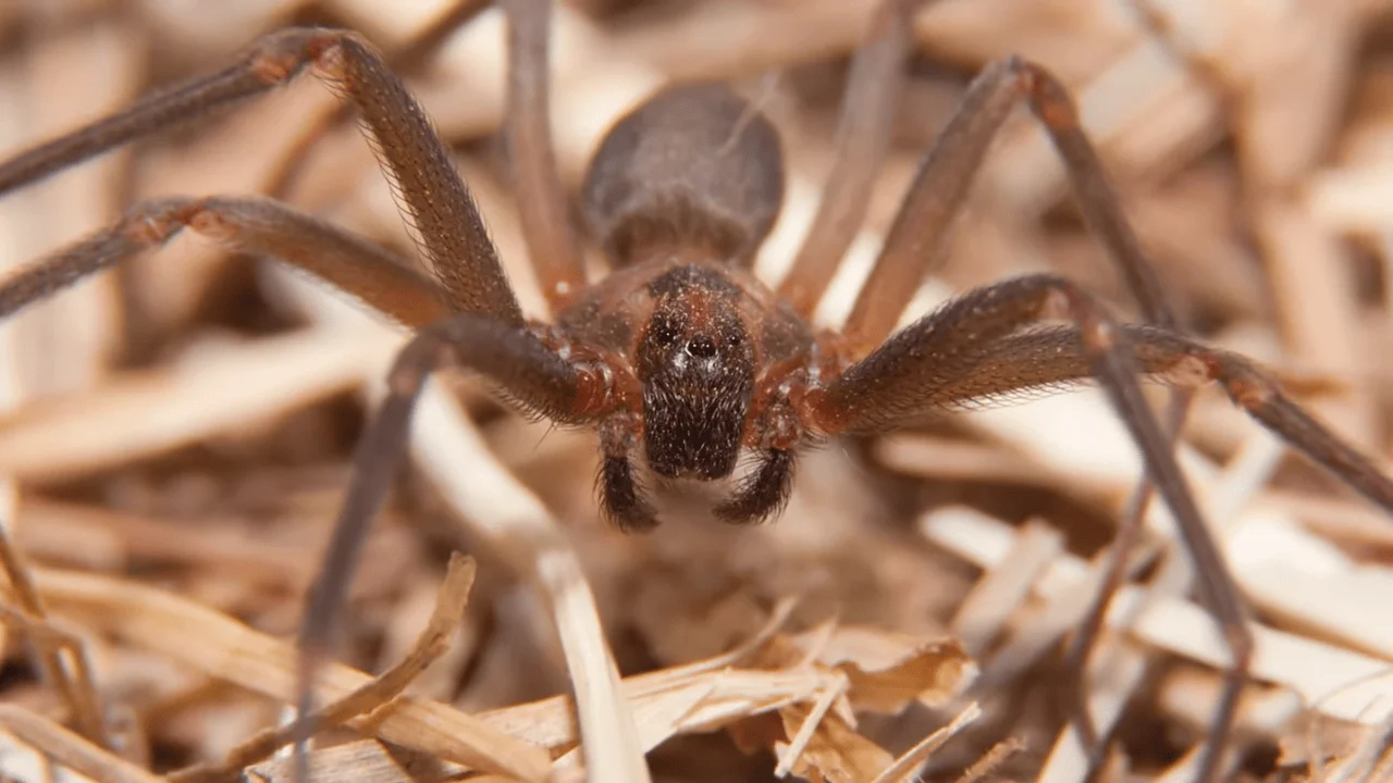 spider control