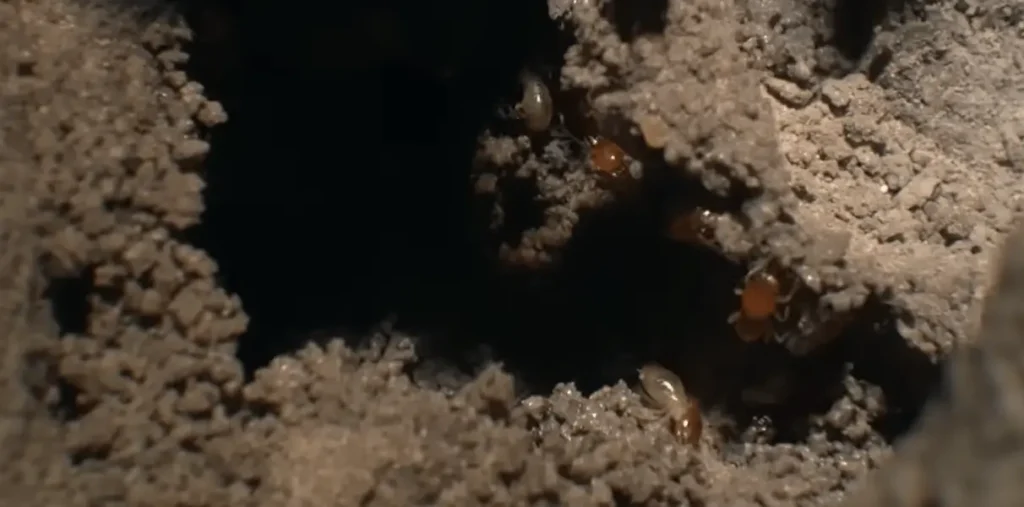 termite control katy