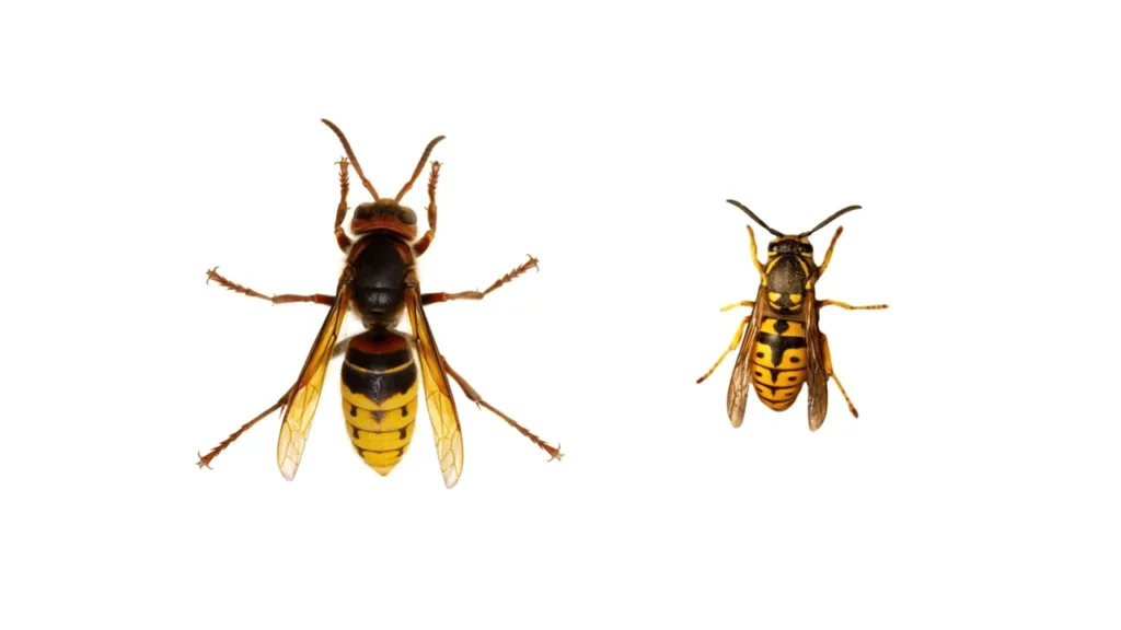 Wasp Control katy
